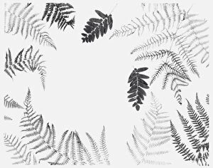 Images Dated 15th December 2011: Black and white illustration of various dried leaves including ferns