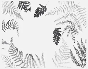 Arrangement Prints: Black and white illustration of various dried leaves including ferns