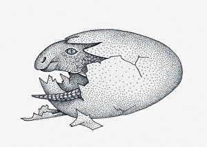 Black and white illustration of young Maiasaura dinosaur emerging from egg Black and white illustration of young Maiasaura dinosaur emerging from egg