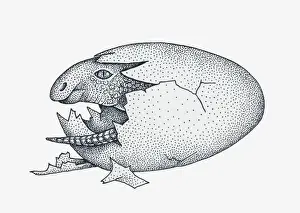 Hatching Prints: Black and white illustration of young Maiasaura dinosaur emerging from egg