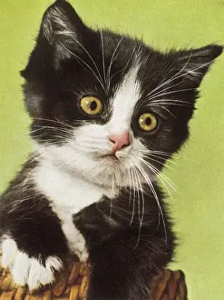 Illus Prints: Black and White Kitten