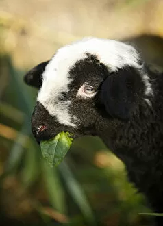 Black and white lamb eating, portrait