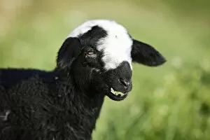 Black and white lamb grazing in a meadow, portrait