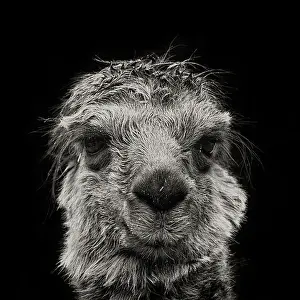 Llama