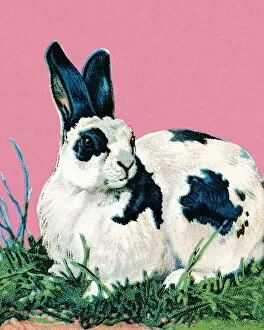 Natur Gallery: Black and white rabbit