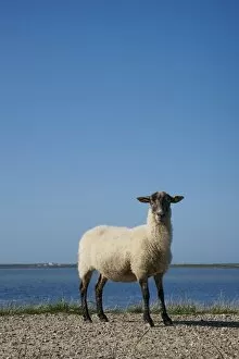 Black and white sheep on the dyke, Rantum-Becken, bay, Sylt, Rantum, Sylt, North Frisia, Schleswig-Holstein, Germany