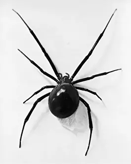 black-widow-spider-39266739.