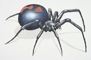 Images Dated 26th June 2006: Black Widow Spider (Latrodectus spp.), large spider notorious for its neurotoxic venom
