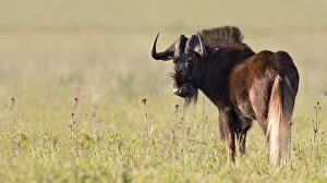 Images Dated 15th December 2012: Black Wildebeest (Connochaetes gnou) stood in long grassland, South Africa