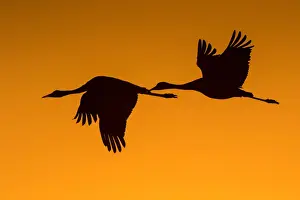 Crane Bird Prints: Black-winged Stilt or Common Stilt -Himantopus himantopus