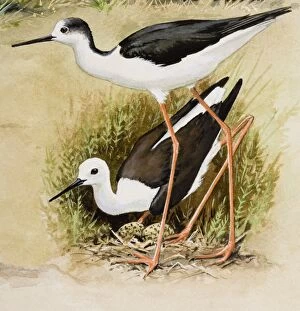 Images Dated 4th July 2007: Black-winged stilt (Himantopus himantopus), male and female, looking after eggs in nest