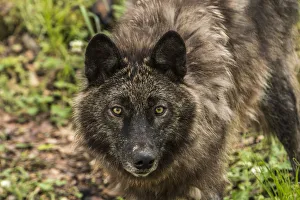 Images Dated 28th June 2016: Black Wolf