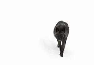 Images Dated 12th February 2016: Black Wolf in winter