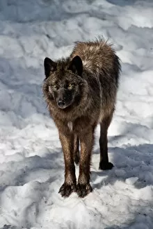 Images Dated 18th March 2016: Black Wolf In Winter