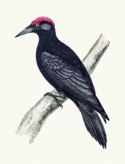 Pink Color Gallery: Black Woodpecker bird