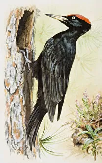 Images Dated 29th June 2007: Black woodpecker (Dryocopus martius), perching on trees bark