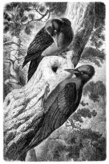 Woodpecker Gallery: Black Woodpecker (Dryocopus Martius)