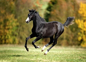 Odd Toed Ungulate Gallery: Black Wuerttemberg foal, galloping across an autumnal meadow, Satteldorf, Hohenlohe