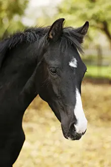 Juvenile Prints: Black Wuerttemberg foal, portrait, Satteldorf, Hohenlohe, Baden-Wurttemberg, Germany