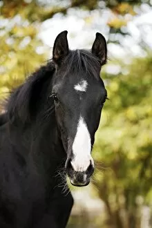 Images Dated 13th October 2012: Black Wuerttemberg foal, portrait, Satteldorf, Hohenlohe, Baden-Wurttemberg, Germany