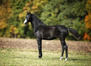 Perissodactyla Gallery: Black Wuerttemberg foal, standing on an autumnal meadow, Satteldorf, Hohenlohe, Baden-Wurttemberg