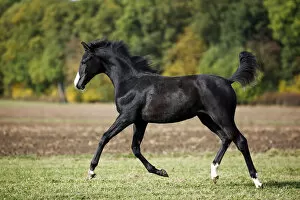 Images Dated 13th October 2012: Black Wuerttemberg foal, trotting across a meadow, Satteldorf, Hohenlohe, Baden-Wurttemberg, Germany