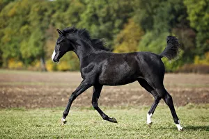 Images Dated 13th October 2012: Black Wuerttemberg foal, trotting across a meadow, Satteldorf, Hohenlohe, Baden-Wurttemberg, Germany
