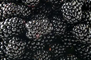 Shine Prints: Blackberries (Rubus sectio Rubus)