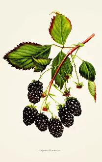 Images Dated 10th May 2018: Blackberry illustration 1892