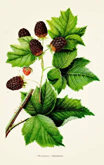Images Dated 10th May 2018: Blackberry Raspberry illustration 1892