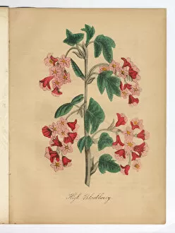 Images Dated 6th July 2015: Blackberry Victorian Botanical Illustration