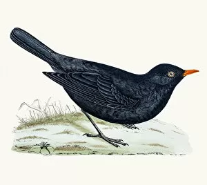 The History of British Birds by Morris Collection: Blackbird or True thrush