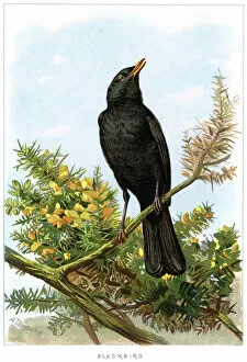 Birds Gallery: Blackbird - Turdus merula