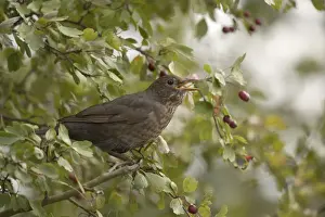 Common Prints: Blackbird (Turdus merula), female, sitting in hawthorn bush, feeding on fruits