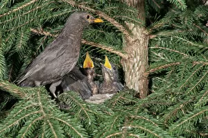 Songbird Gallery: Blackbird -Turdus merula-, female perched on nest with nestlings, Untergroningen, Abtsgmuend