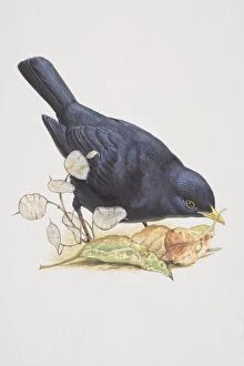 Blackbird (Turdus merula), illustration of bird with black feathers, standing amongst fallen leaves