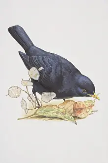 Passeriformes Prints: Blackbird (Turdus merula), illustration of bird with black feathers