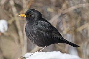 Images Dated 10th February 2013: Blackbird -Turdus merula-, male, foraging for food in the snow, Untergroningen, Abtsgmuend