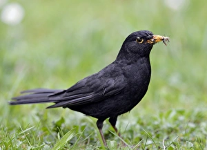 Images Dated 12th April 2012: Blackbird -Turdus merula-, male, collecting insects in its beak