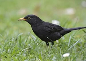 Images Dated 12th April 2012: Blackbird -Turdus merula-, male, gathering insects in its beak