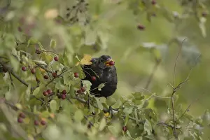 Bushes Prints: Blackbird (Turdus merula), male, sitting in hawthorn bush, feeding on fruits