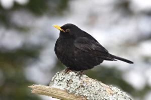 Images Dated 8th January 2010: Blackbird -Turdus merula- male on a lichen-covered branch in winter