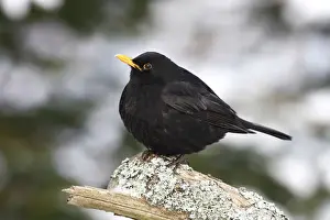 Thrush Bird Prints: Blackbird -Turdus merula- male on a lichen-covered branch in winter