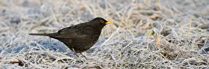 Images Dated 13th January 2014: Blackbird -Turdus merula-, male, Tyrol, Austria