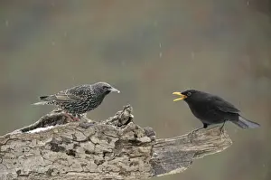 Risk Prints: Blackbird -Turdus merula- threatening European Starling -Sturnus vulgaris-