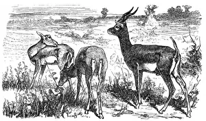 Blackbuck antelope (Strepsiceros cervicapra)