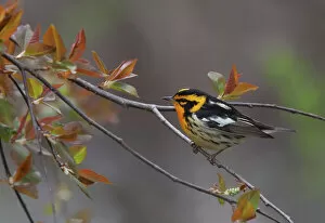 Images Dated 8th May 2011: Blackburnian Warbler