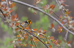 Images Dated 8th May 2011: Blackburnian Warbler (Setophaga fusca) male