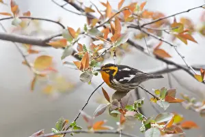Blackburnian warbler (Setophaga fusca) male in spring