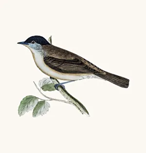 Songbird Gallery: Blackcap bird